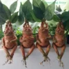 Landscape Decoration Mandrake Resin Statue Crafts Art Figurines Suitable for Outdoor Garden Accessory